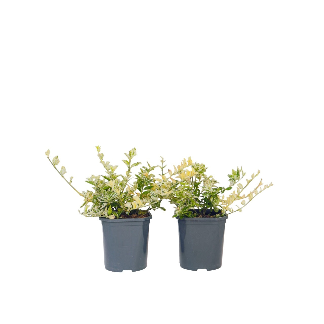 Bonetero - 2 Pzs - Euonymus 'harlequin' - Altura 20-30cm - ⌀17cm_0