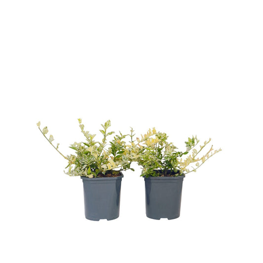 Bonetero - 2 Pzs - Euonymus 'harlequin' - Altura 20-30cm - ⌀17cm_0