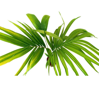 Archontophoenix Alex M17 80-100cm (palmera De Alejandría)_1