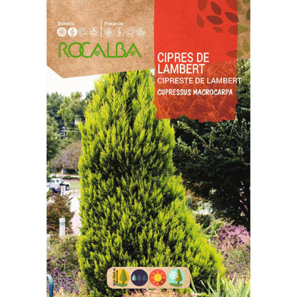Semillas de Ciprés de lambert  Cipreses macrocarpa