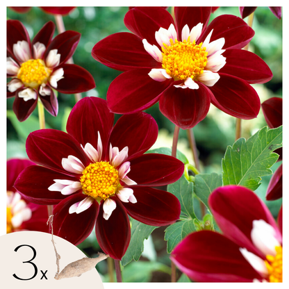Tubérculos De Dalia - 3 Pzs - Dahlia 'mary Evelyn' - Rojo_0