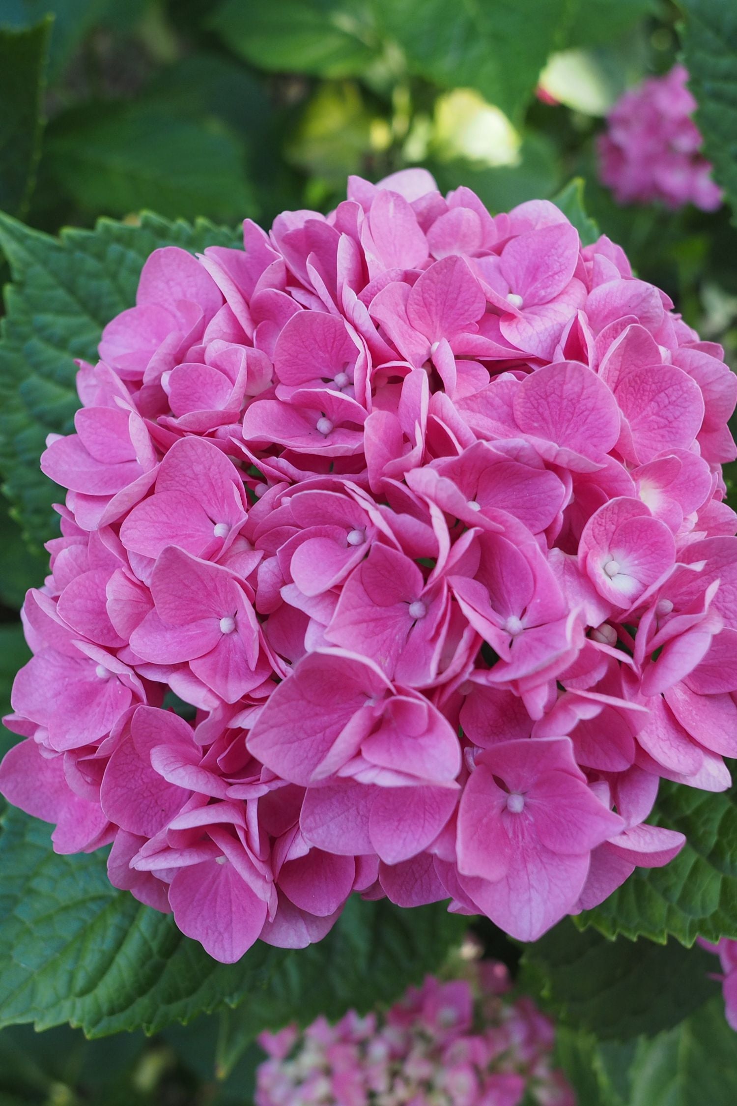 Hortensia - 6 Pzs - Hydrangea Macrophylla 'early Pink' - Altura 25-40cm - ⌀9cm_3