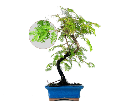 Bonsái Metasequoia 7 Años_0