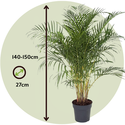 Palma Areca - Dypsis Lutescens - Altura 140-150cm - ⌀27cm