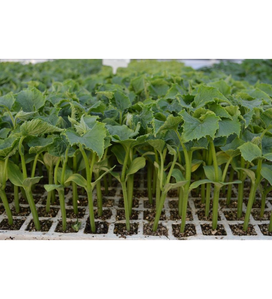 Plantón Pepino Español (10 Unidades)_1