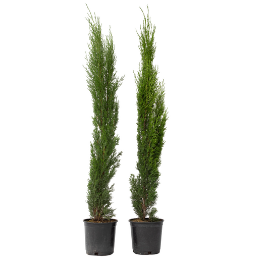 Ciprés - Arbol De Los Cementerios - 2 Pzs - Cupressus - Altura 70-80cm - ⌀19cm_0