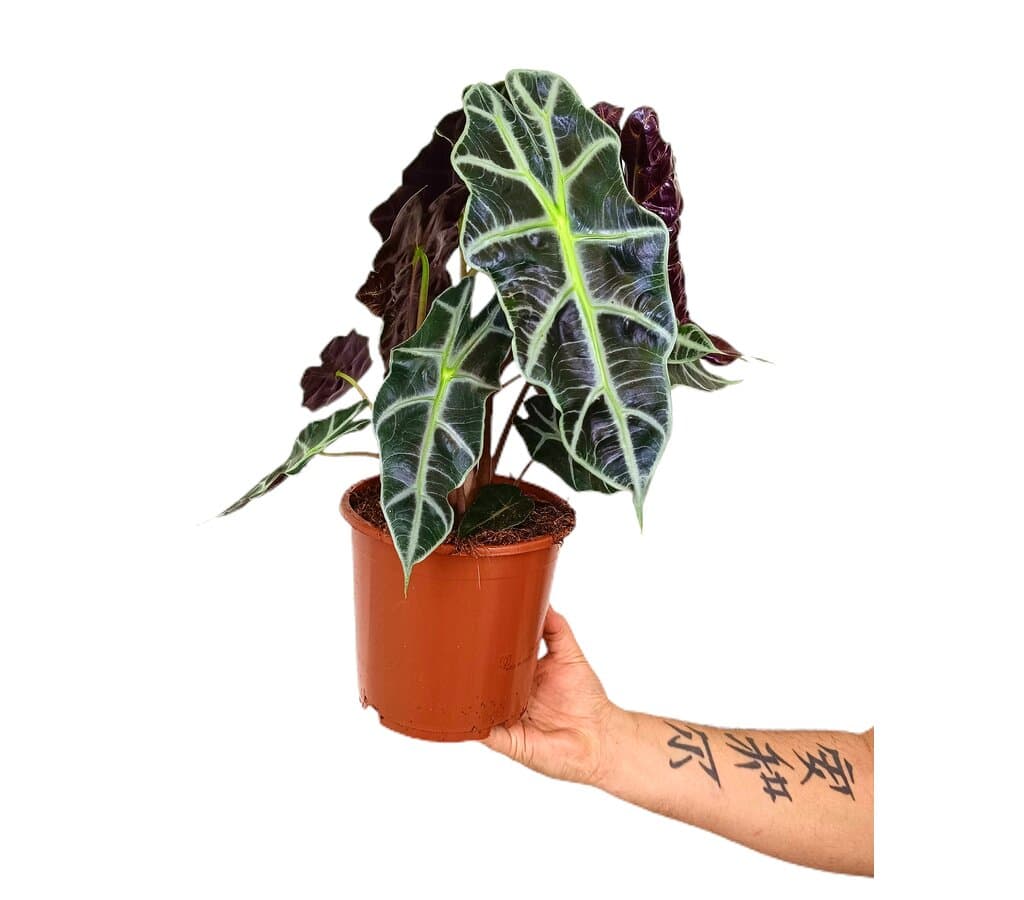 Alocasia Polly M17 50cm