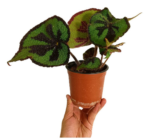 Begonia Masoniana M13_0
