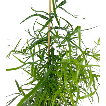 Asparragus Falcatus M19 60cm (esparraguera)_1