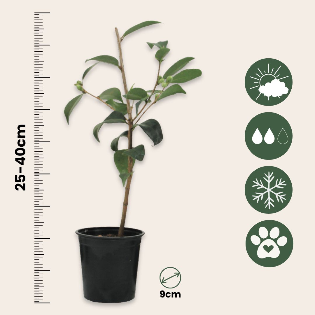 Planta De Té - 3 Pzs - Camellia Japonica 'bonomiana' - Altura 25-40cm - ⌀9cm_2