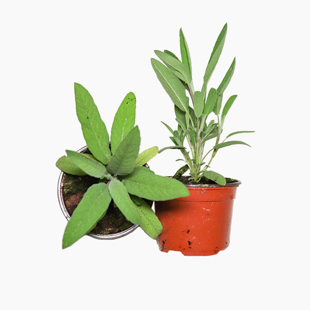 Maceta Salvia Verde 10,5 Cm - Plantabo_0