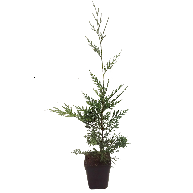 Cipres Leylandii (50 Cm Aprox.)_0