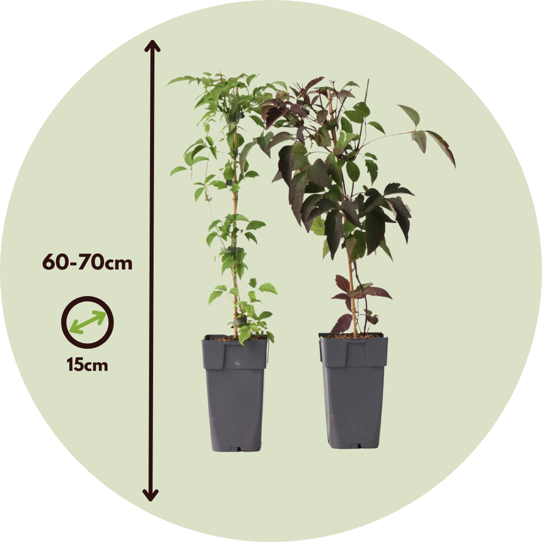 Clemátide - 2 Pzs - Clematis Grandiflora Fragrant Spring - A60-70cm - ⌀15cm_2