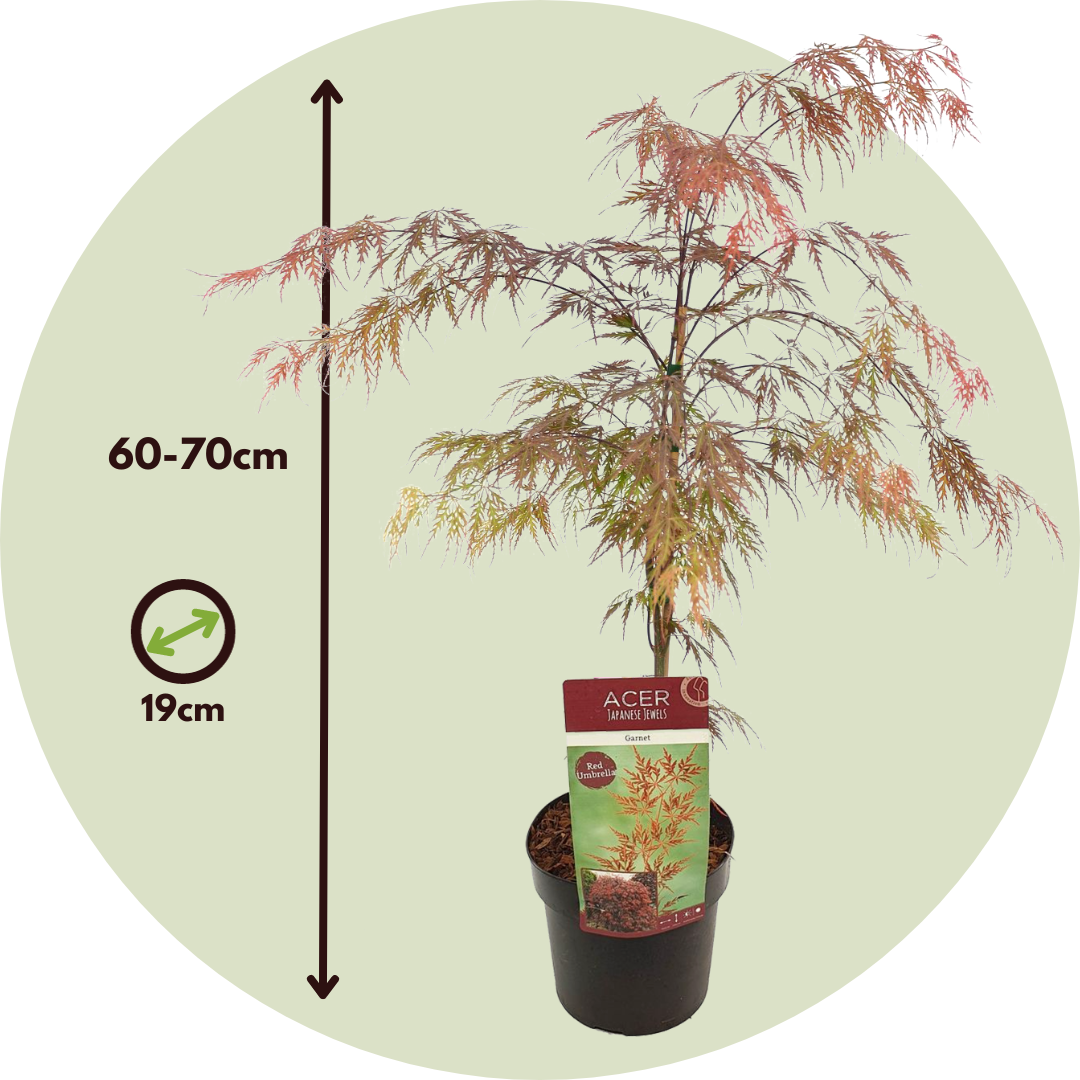 Arce Japonés - Acer Palmatum 'garnet' - Altura 60-70cm - ⌀19cm_2