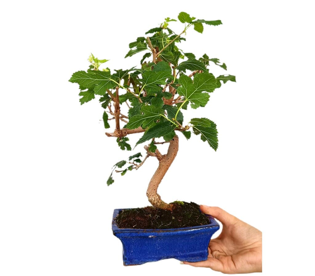 Bonsái Morus 7 Años (morera)