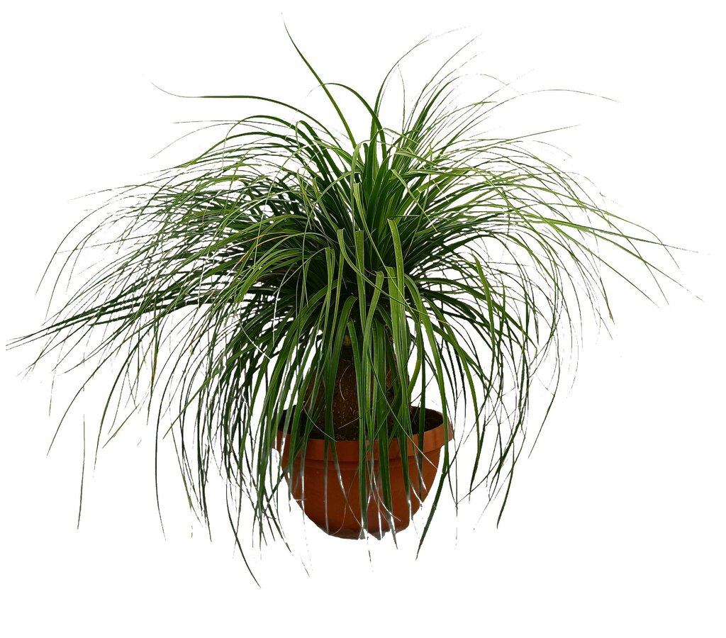 Beaucarnea Recurvata M40 80-100cm (nolina Bola) Pata De Elefante