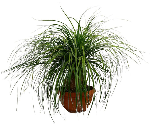 Beaucarnea Recurvata M40 80-100cm (nolina Bola) Pata De Elefante_0