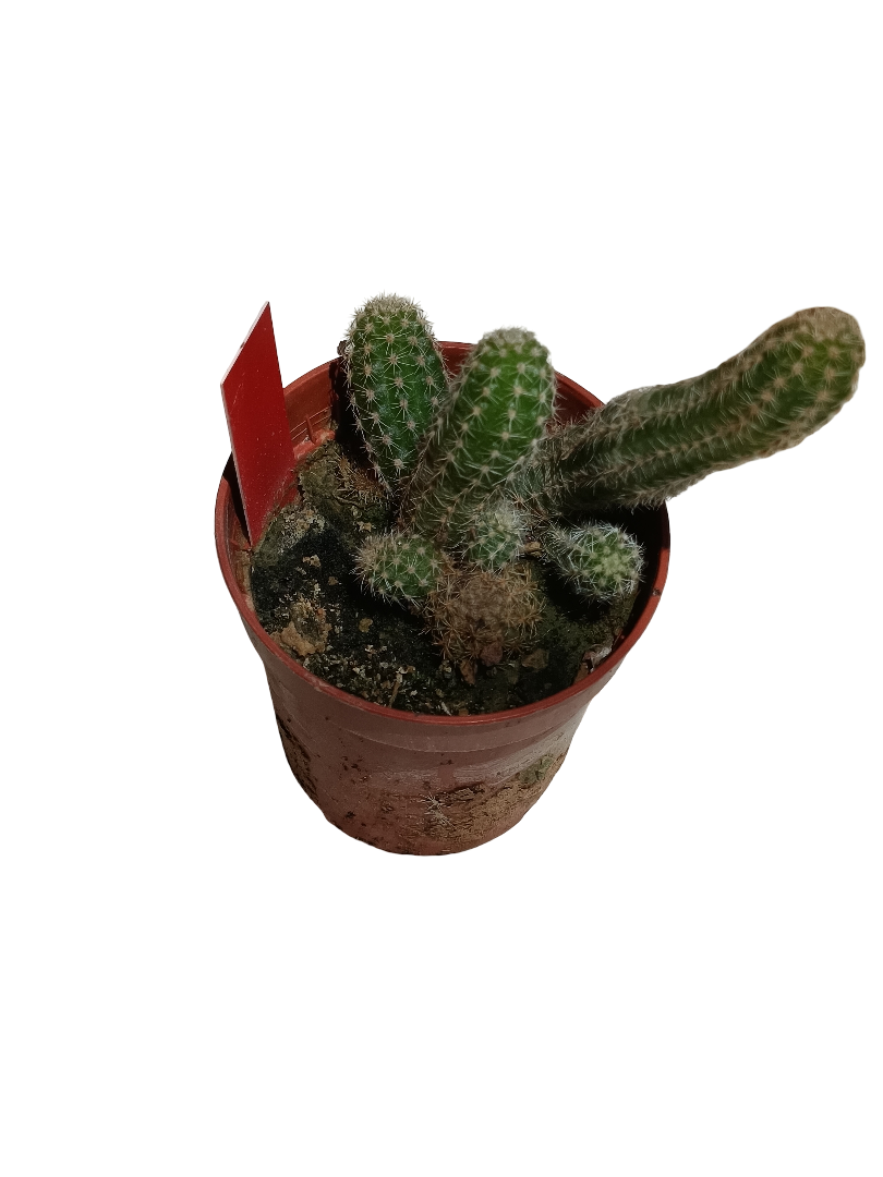 Cactus Cacahuete Flor Roja Planta Colgante Ø5 Cm_0