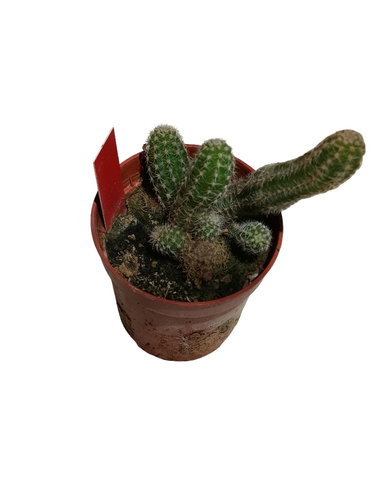 Cactus Cacahuete Flor Roja Planta Colgante Ø5 Cm_0