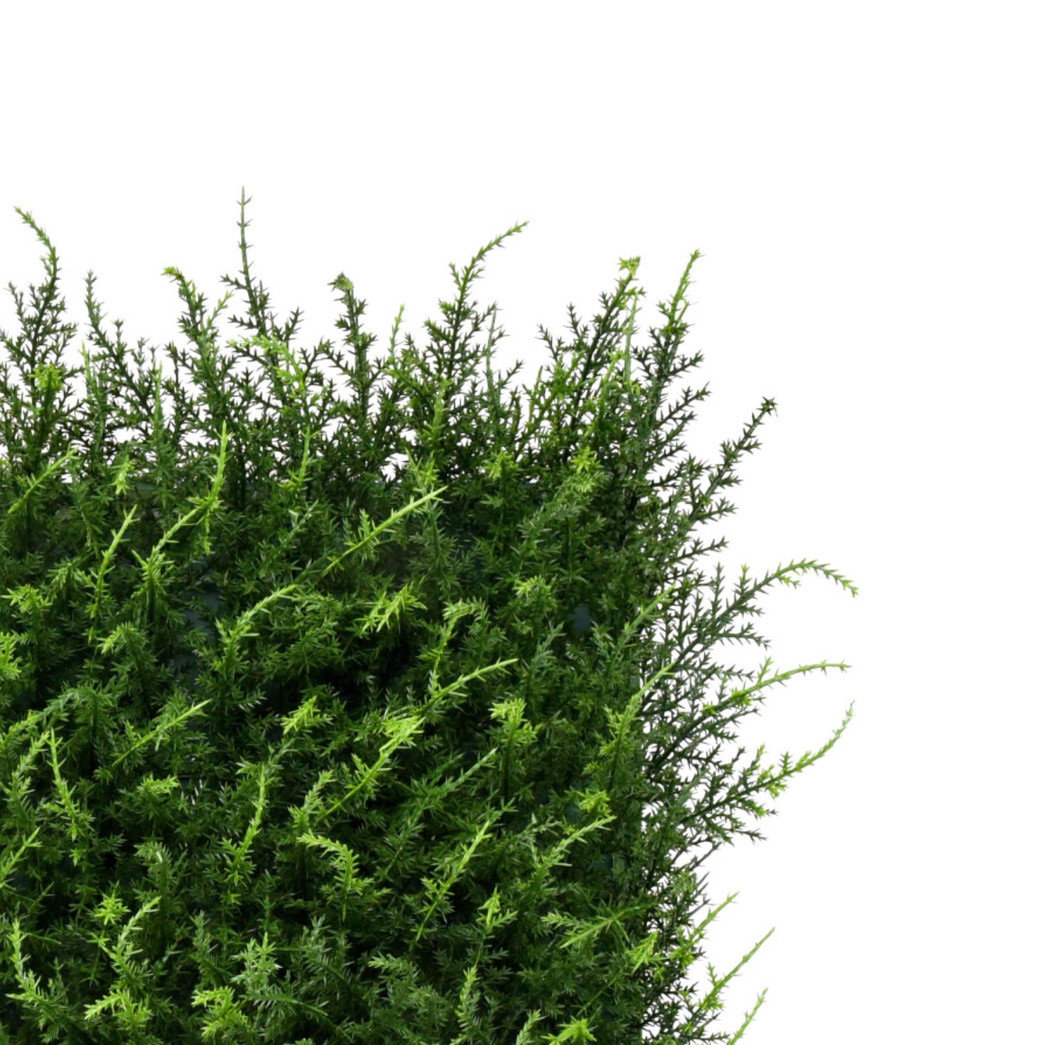 Bonerva | Jardín Vertical Halepensis | Pack 4 Piezas 50x50cm_2
