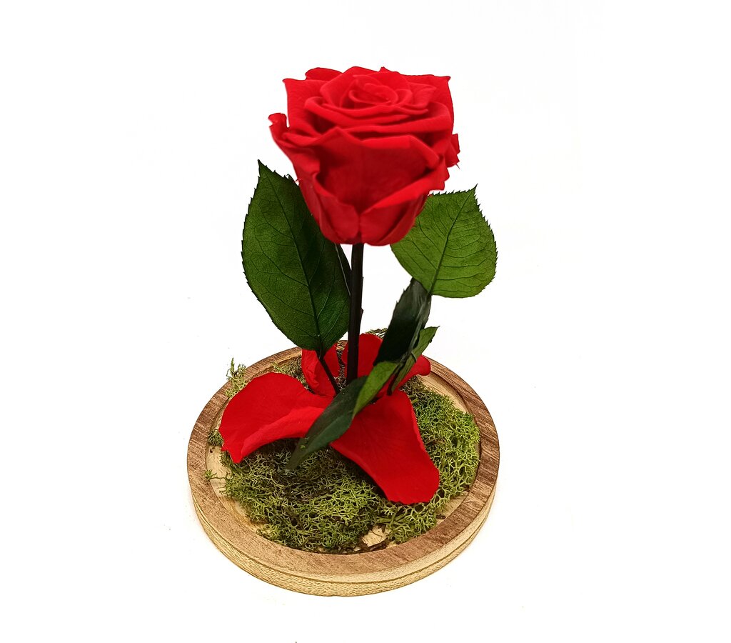 Mundo Eterno Rosa En Cúpula Roja 12x20_1