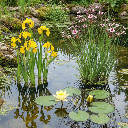 Nenúfar Enano Amarillo - Planta Acuática - Incl. Cesta, Sustrato, Arcilla, Grava_2