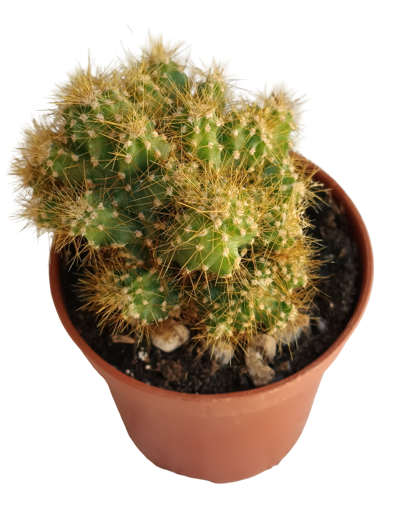 Cereus peruvianus monstruosos espina amarilla MINI Ø5