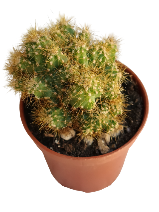 Cereus peruvianus monstruosos espina amarilla MINI Ø5