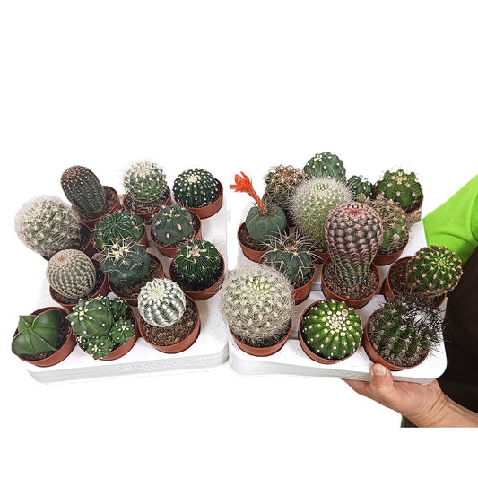 Cactus Variado M6 (unidad)_0