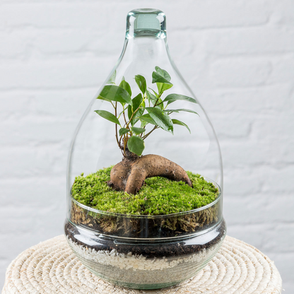 Terrario Goti (30x19).