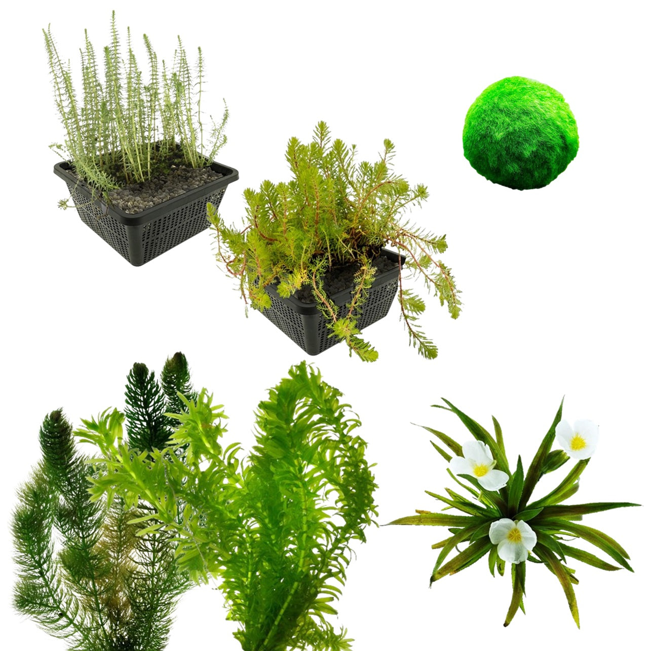 Paquete De Plantas Oxigenantes Para Acuarios De 1500-3000 L - Contra Las Algas_0