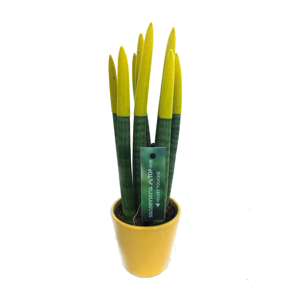 Sansevieria Cilindrica Pintada M8 25cm (lengua De Suegra)_3