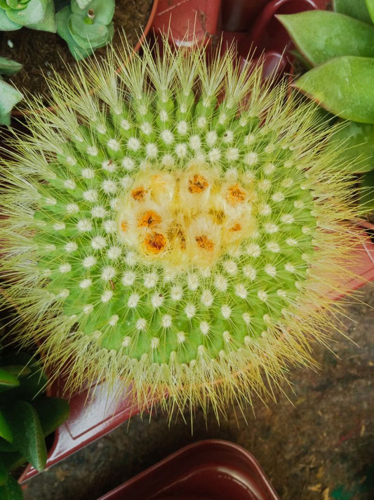 Planta Cactus Parodia Penicillata Grande Ø13 Cm