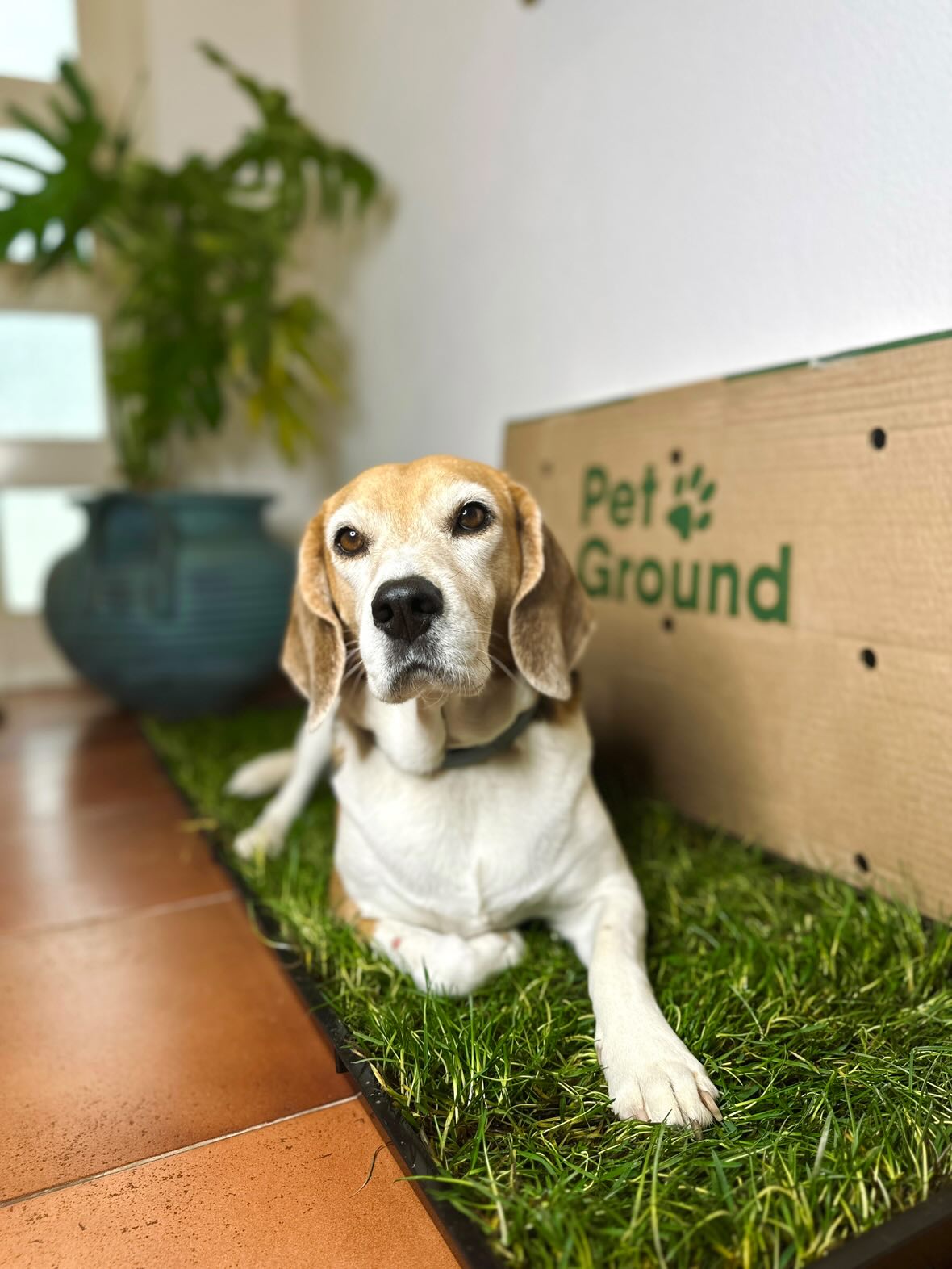 Petground, Cama Para Perros, Empapador, Alfombra Olfativa, Césped Natural, Xl_4