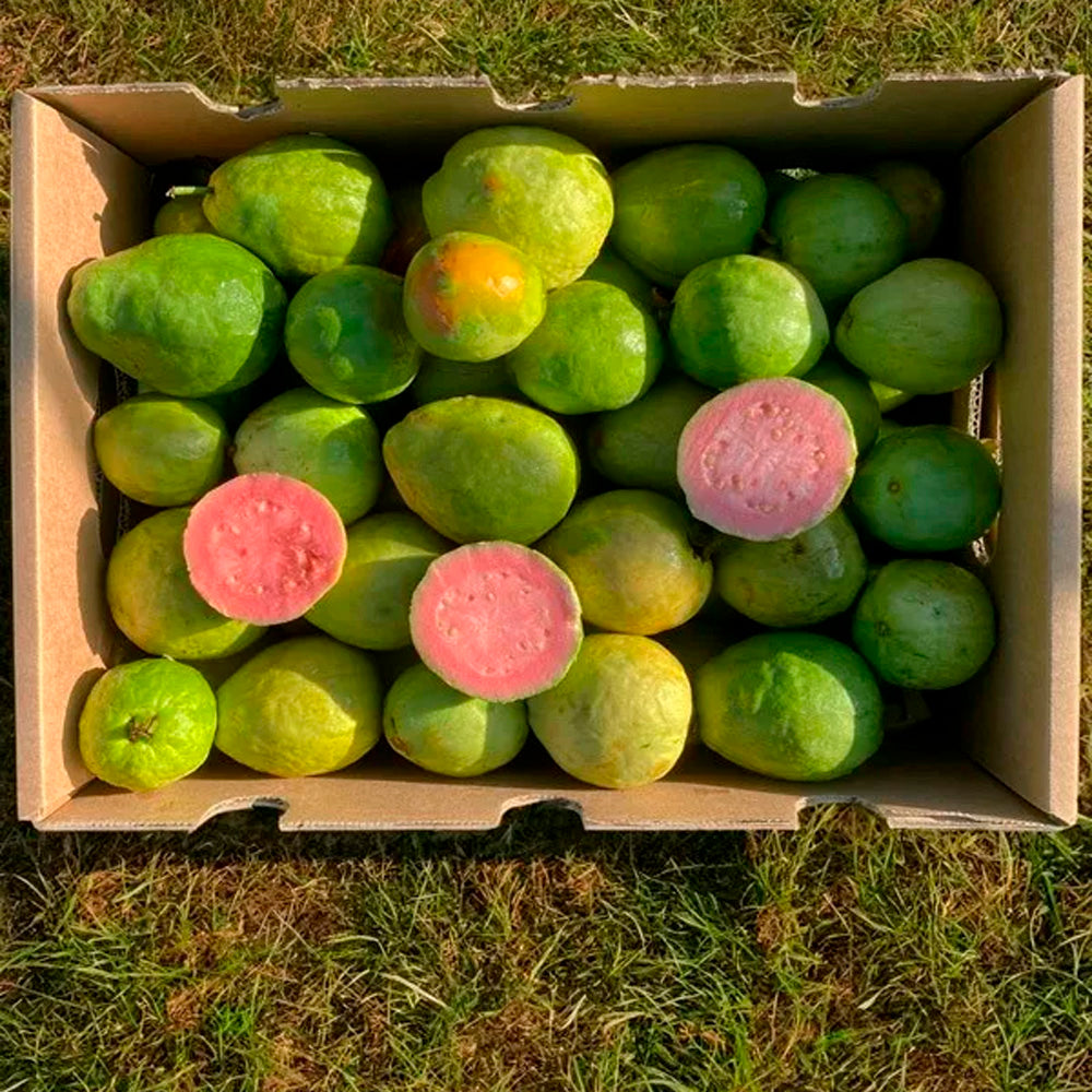 Caja De Guayabas Directas Del Agricultor | Tropitop Caja de 3kg_3
