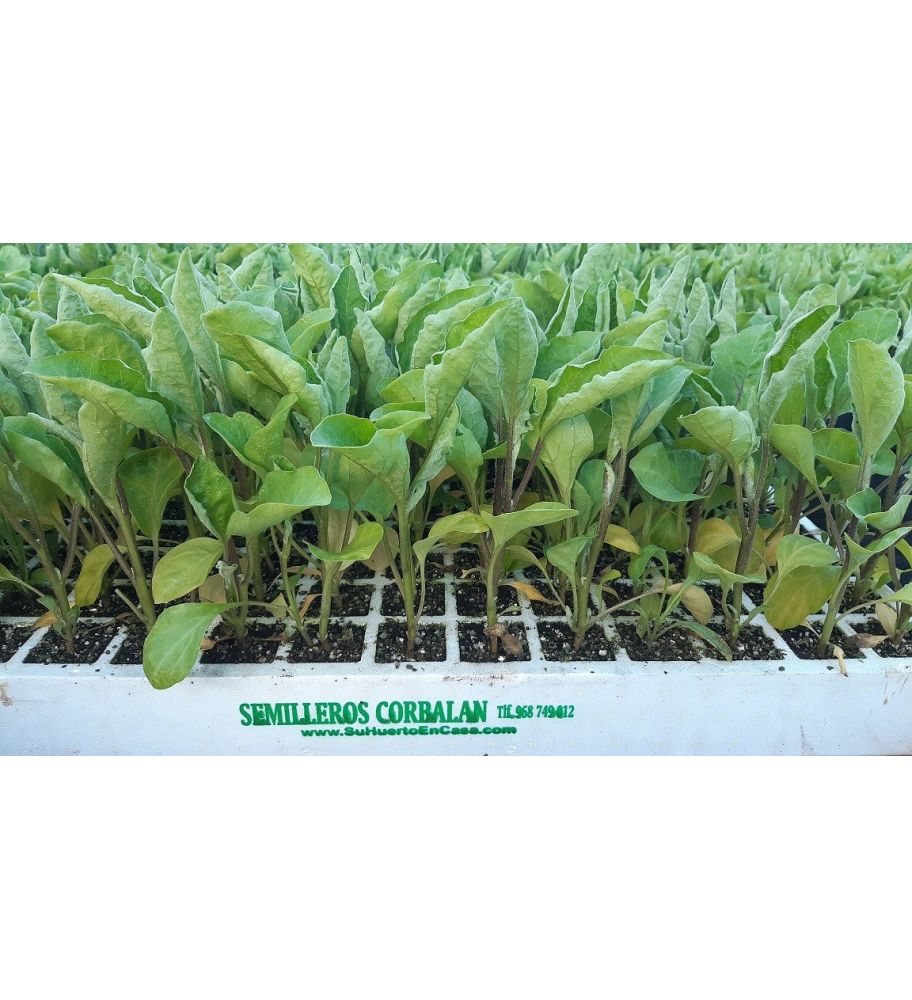 Plantón Berenjena Ciezana (pinchosa) (10 Unidades)_1