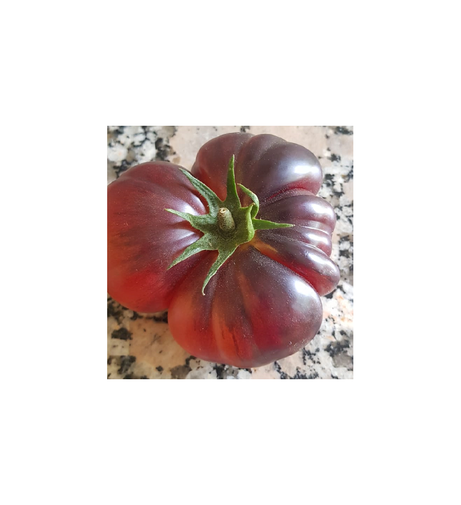 Plantón Tomate Cielo Azul (10 Unidades)_0