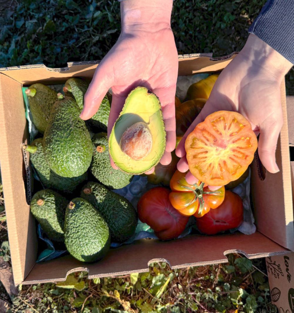 Caja 4kg Mix Aguacates Hass Y Tomate Raf | 2kg De Cada Fruta Tropitop_3