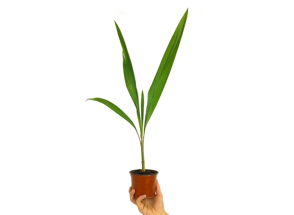 Coco Plumoso M12_0