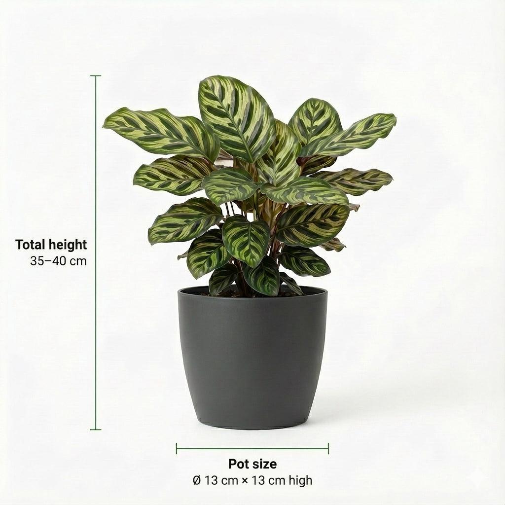 Plantas Purificadoras De Aire - 6 Unidades - Ø12 Cm - 30-40 Cm_3