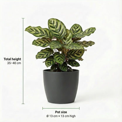 Plantas Purificadoras De Aire - 6 Unidades - Ø12 Cm - 30-40 Cm_3
