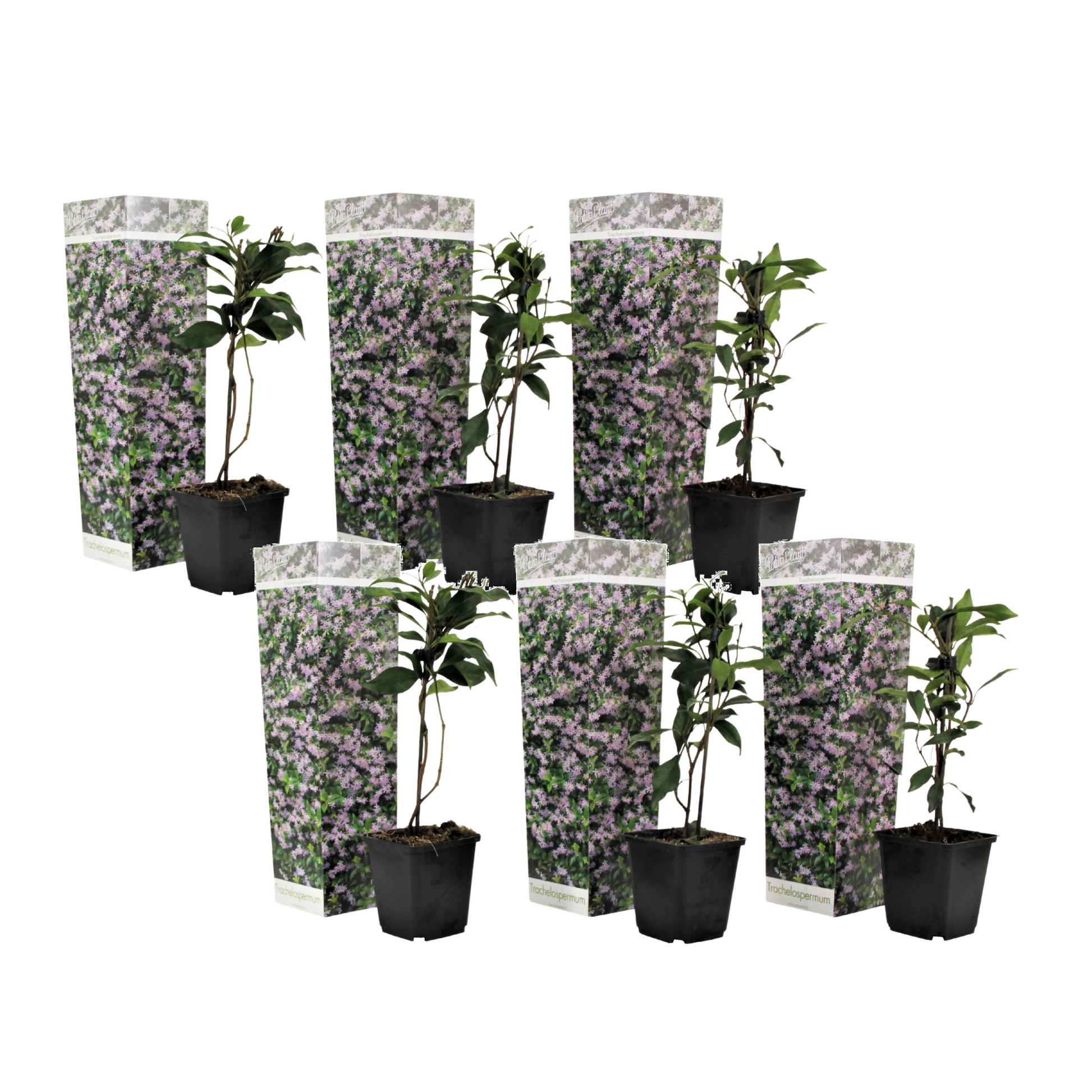 Jazmín Estrellado - 6 Pzs - Trachelospermum Jasminoides - Altura 25-40cm - ⌀9cm