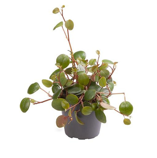 Planta Peperomia Pepperspot De Interior Mini Ø5 Cm_0