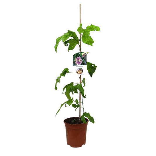 Passiflora Edulis Maracuya M17 60-80cm_0