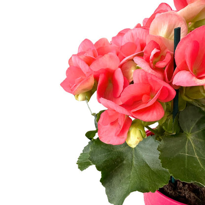 Begonia Elatior Planta De Interior Con Una Gran Floración_1