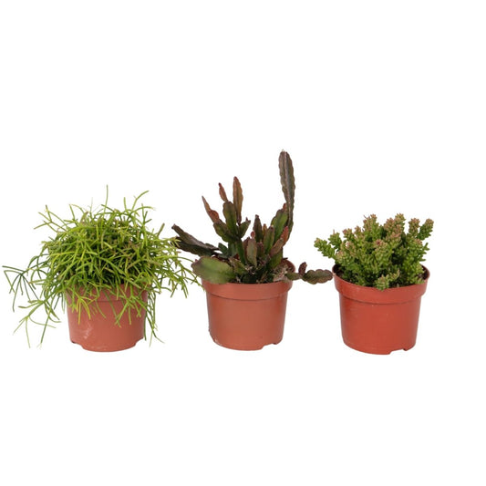 Mezcla De Cactus Coral - Rhipsalis - Pack De 3 - Altura 15-20 Cm - Maceta 12 Cm_0