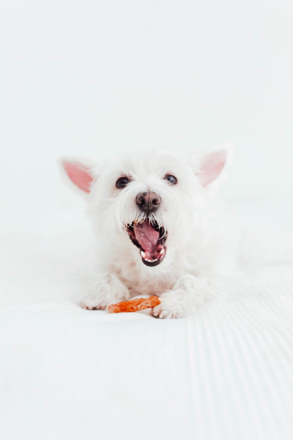 Bimordiscos Filetes De Pato Para Perros Y Gatos - 1kg