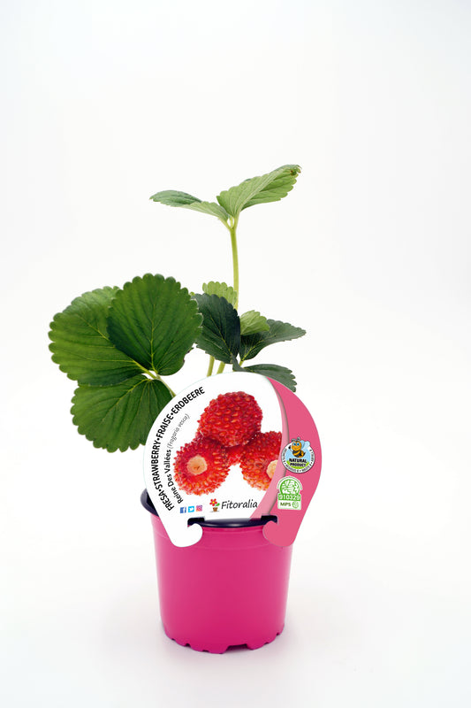 Plantón Fresa Reine Des Vallées En Maceta 10,5 Cm. Natural - Fitoralia