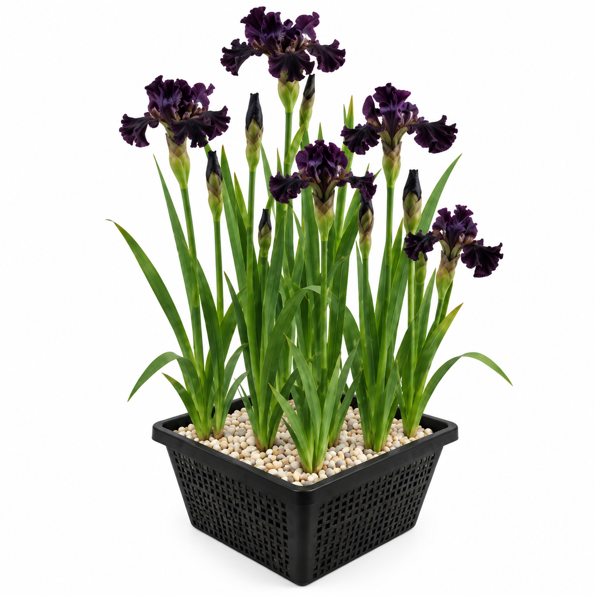 Lirio Negro - Iris Louisiana - Set De 4 Con Cesta_0