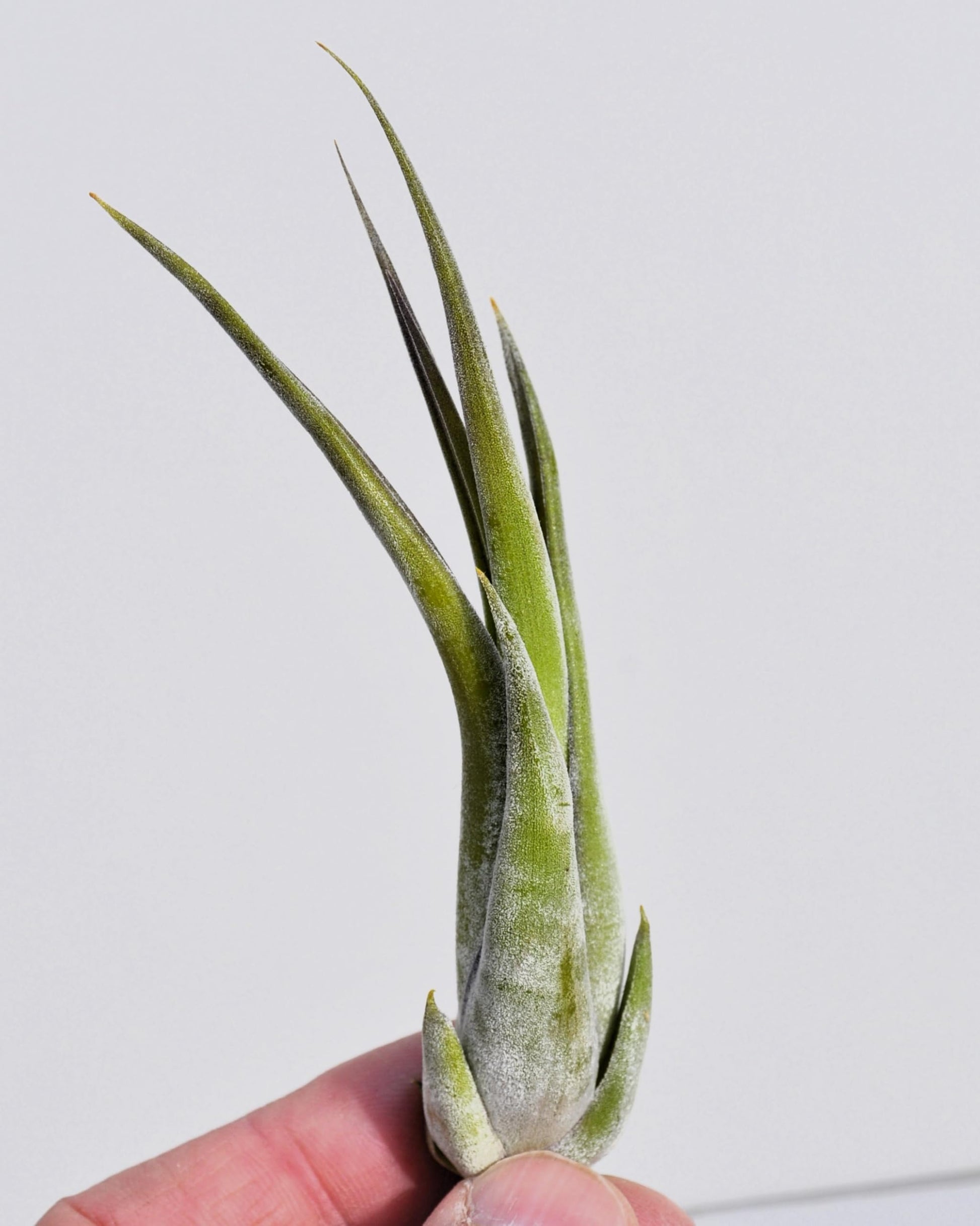 Tillandsia paucifolia; planta del aire, fácil cultivo; Curiosarium; altura 12 cm, diámetro 8 cm_1